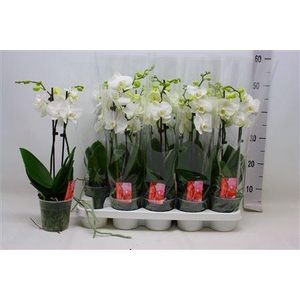 Phal Ov Wit 2 Branches 16+
