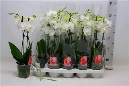 <h4>Phal Ov Wit 2 Branches 16+</h4>