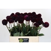 Dahlia Black Lars