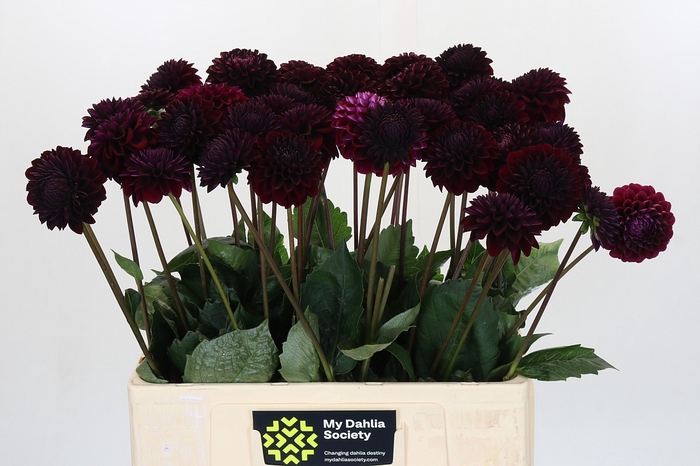 Dahlia Black Lars