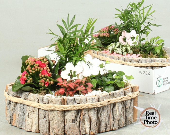 <h4>ARR KAMERPL</h4>