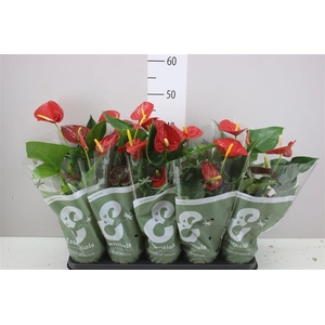 Anth An Success Red 3+