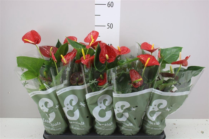 <h4>Anth An Success Red 3+</h4>