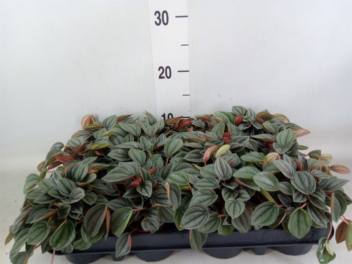 <h4>Peperomia  'Napoli Nights'</h4>
