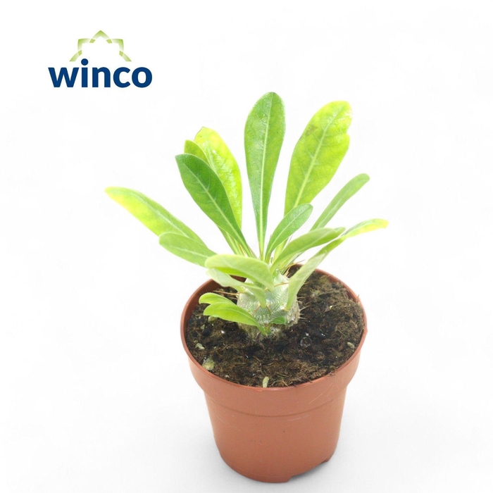 <h4>Pachypodium Saundersii</h4>