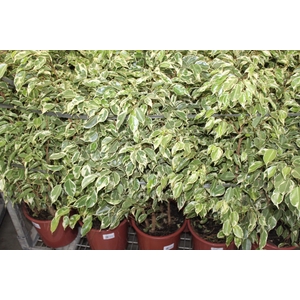 FICUS GANTHEL P24