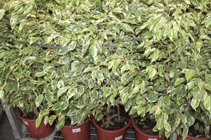 <h4>FICUS GANTHEL P24</h4>
