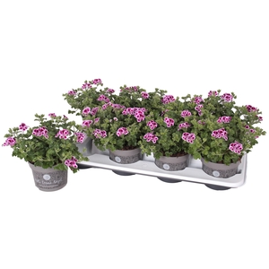 Pelg. Angel Nina 12cm