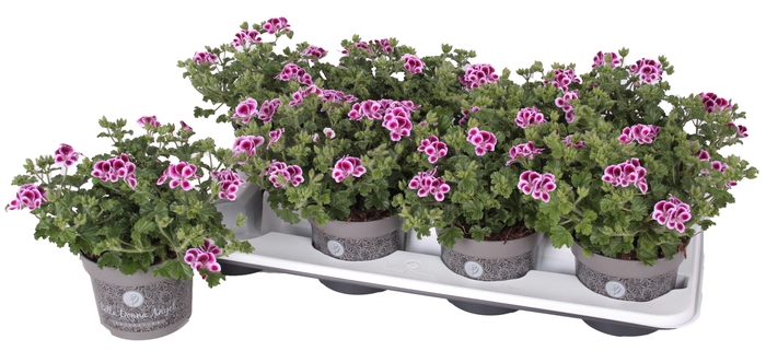 <h4>Pelg. Angel Nina 12cm</h4>