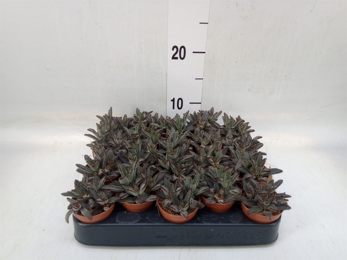 <h4>Kalanchoe NF tomentosa</h4>