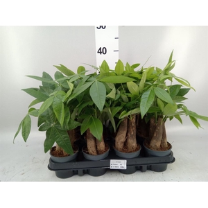 Pachira aquatica