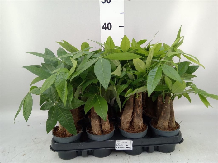 <h4>Pachira aquatica</h4>