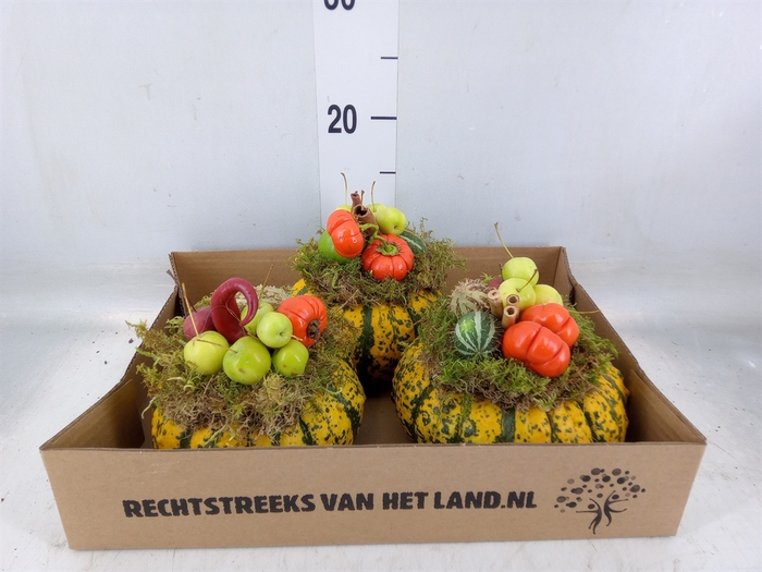<h4>Cucurbita   ...</h4>