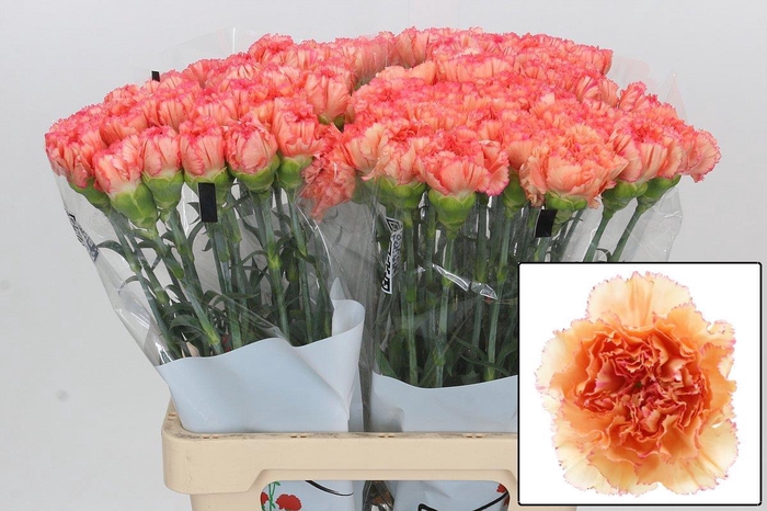 <h4>DI ST GOOPY GEER</h4>