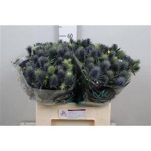Eryngium  'Supernova'