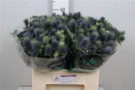 <h4>Eryngium  'Supernova'</h4>