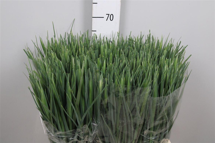 <h4>Iris White Magic</h4>