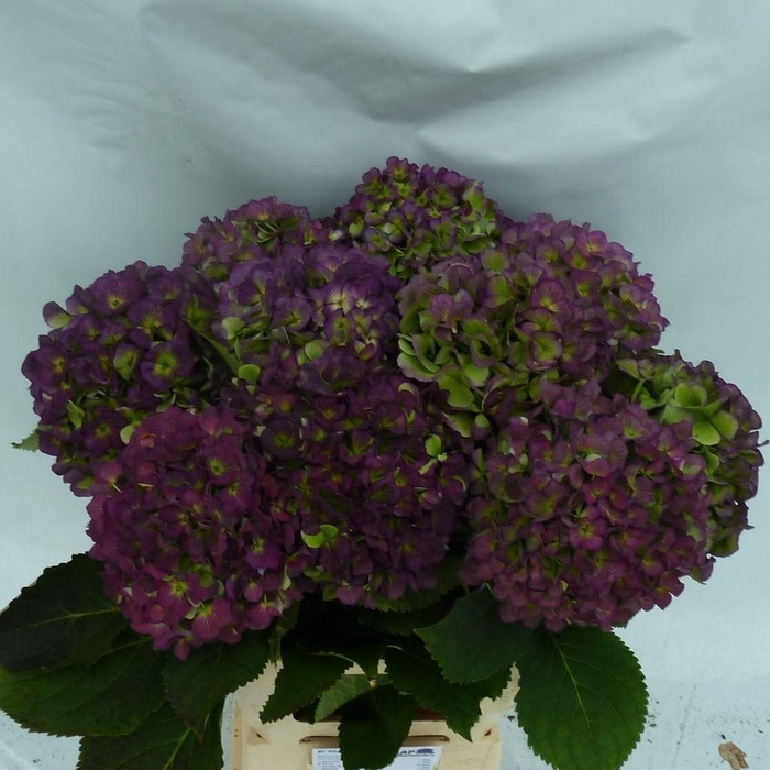 <h4>HYDR M CH VERE BL CL</h4>