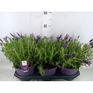 Lavandula stoec. 'Anouk'
