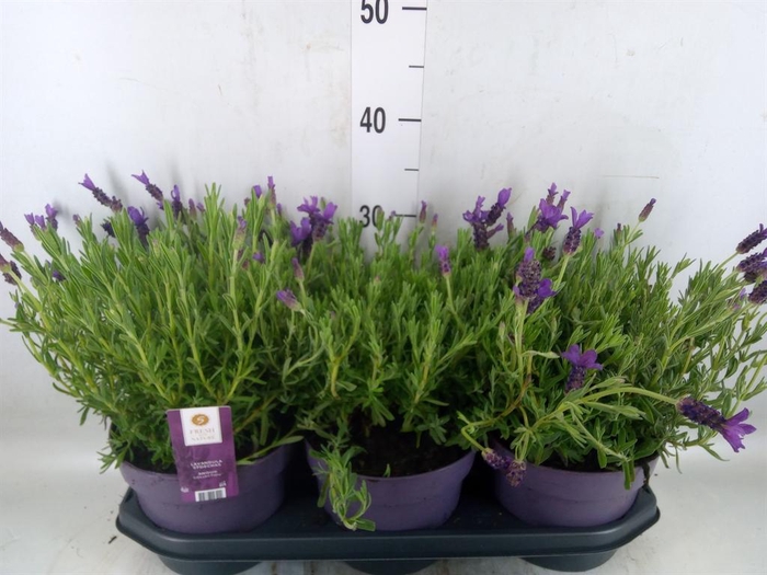 <h4>Lavandula stoec. 'Anouk'</h4>
