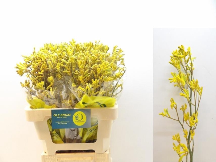 <h4>ANIGOZ YELLOW GEM</h4>