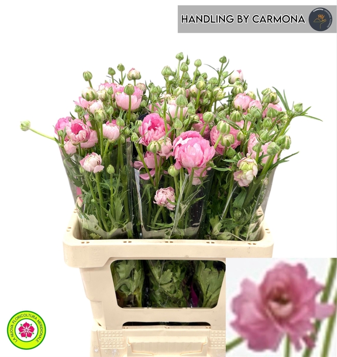 <h4>RAN N MODERNA DOLCE</h4>