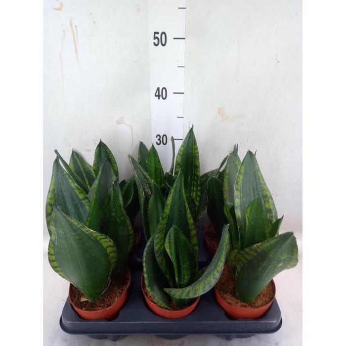 <h4>Sansevieria trifa. ...</h4>