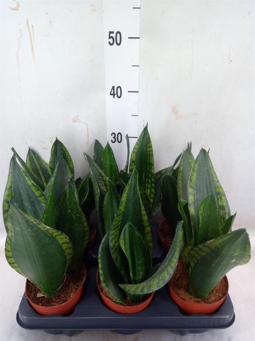 <h4>Sansevieria trifa.   ...</h4>