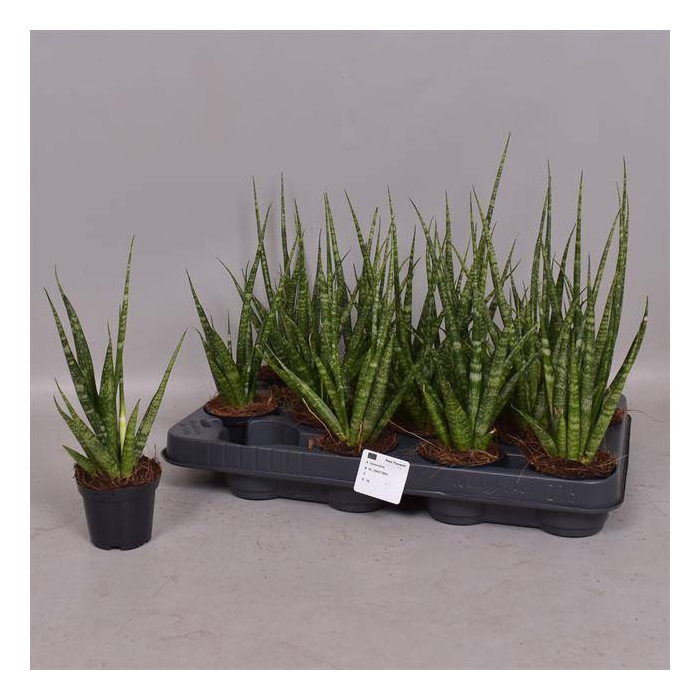 <h4>Sansevieria Digitorum 7Ø 20cm</h4>