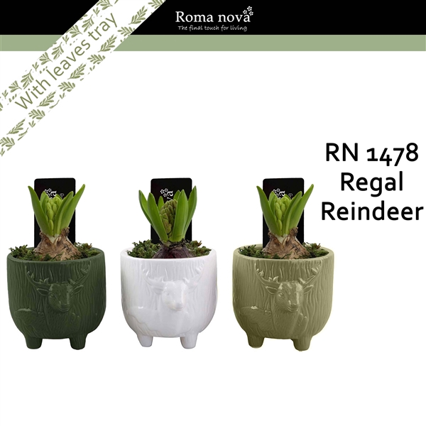 <h4>Arrangementen Hyacinthus 6%</h4>