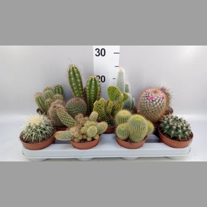 Cactus   ...mix