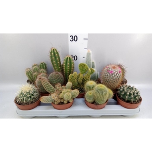 Cactus   ...mix