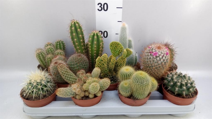 <h4>Cactus   ...mix</h4>