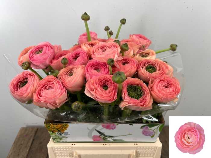 <h4>RAN SU VENERE</h4>