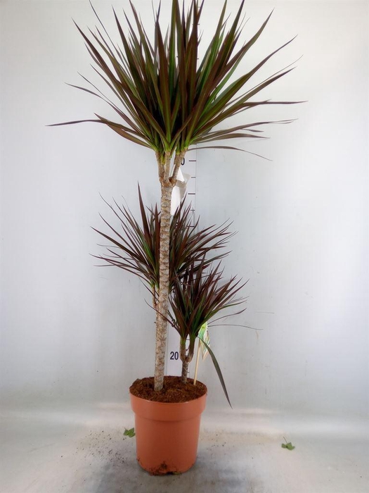 <h4>Dracaena marg. 'Magenta'</h4>