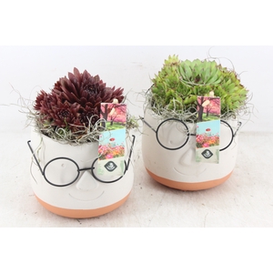 arr4 Semp JS - Ker. face glasses mix x6