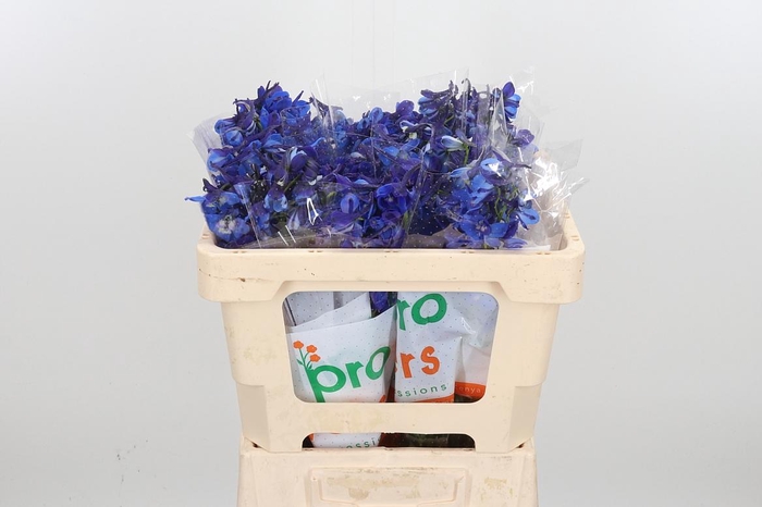 <h4>Delph En Donna</h4>