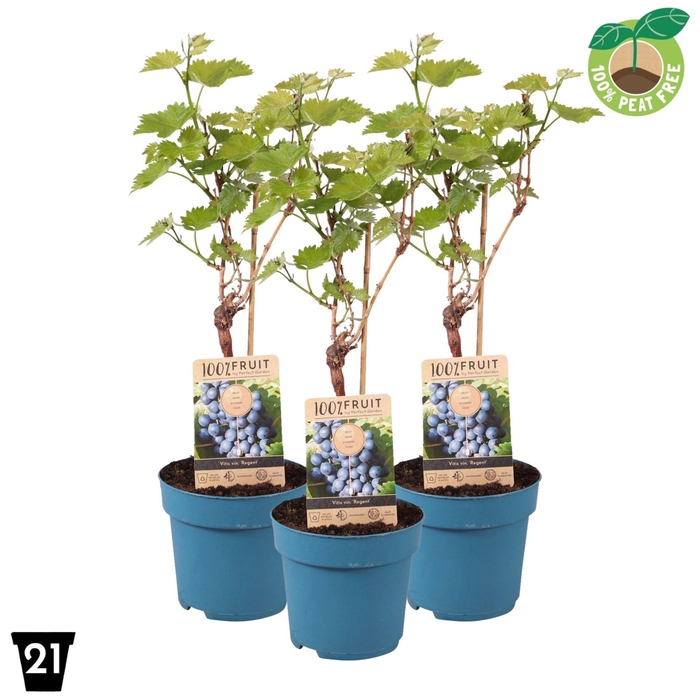 <h4>Vitis Regent</h4>