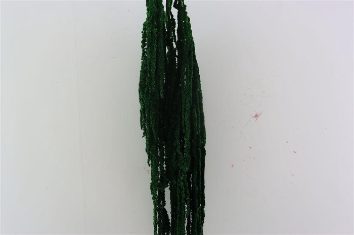 <h4>Pres Amaranthus Caud D Green Bunch</h4>