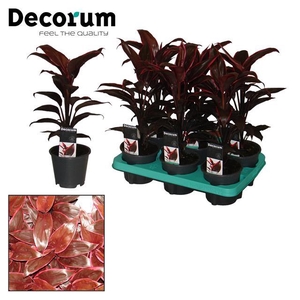 Cordyline Fruticosa Mambo 12Ø 40cm