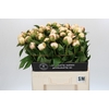 Paeonia Snow Mountain