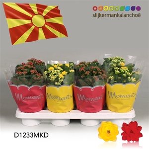 Kalanchoe Moments - North Macedonia flag