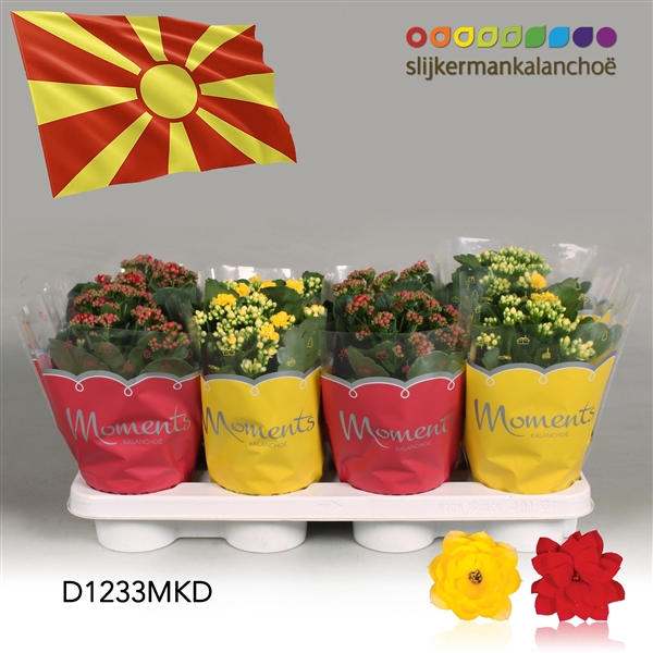 <h4>Kalanchoe Moments - North Macedonia flag</h4>