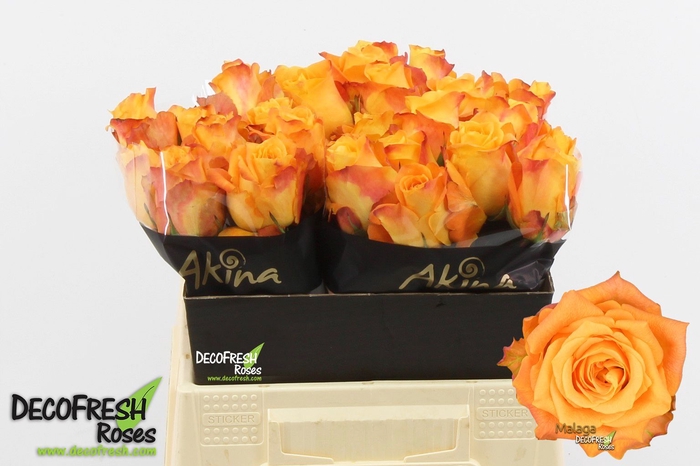 <h4>Rosa large malaga</h4>