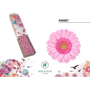 Germini Kimsey Doos