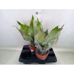 Aechmea tayoensis
