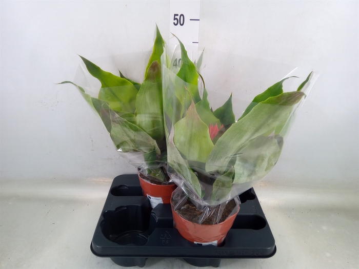 <h4>Aechmea tayoensis</h4>