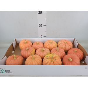 Cucurbita   ...
