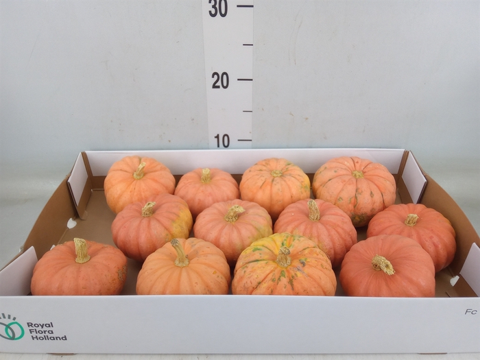 <h4>Cucurbita   ...</h4>