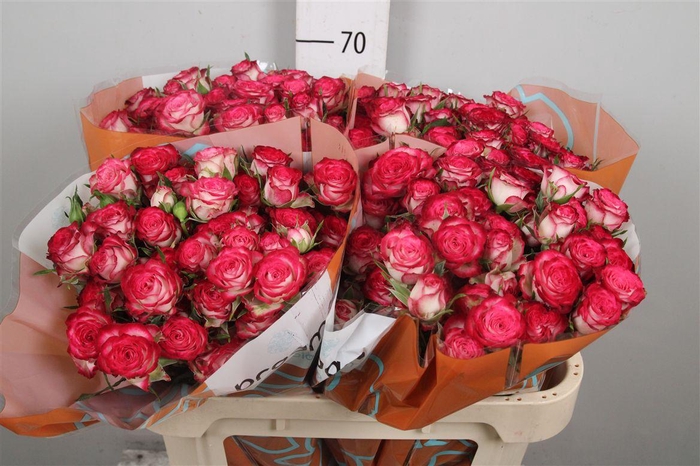 <h4>R Tr Vanessa</h4>